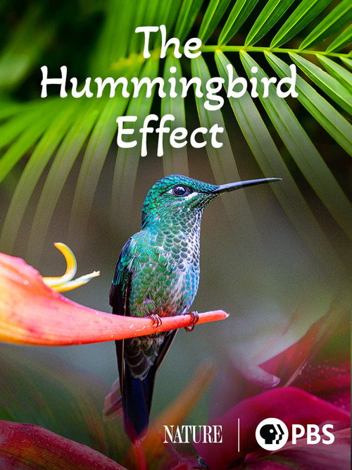 Постер фильма «The Hummingbird Effect»