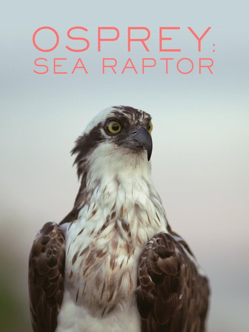 Постер фильма «Osprey: Sea Raptor»