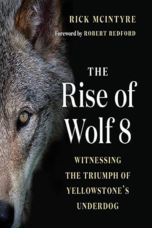 Постер фильма «The Alpha Wolves of Yellowstone»