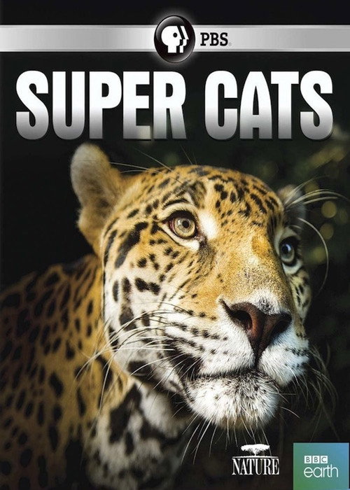 Постер фильма «Super Cats»