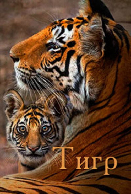 Постер фильма «Тигр»
