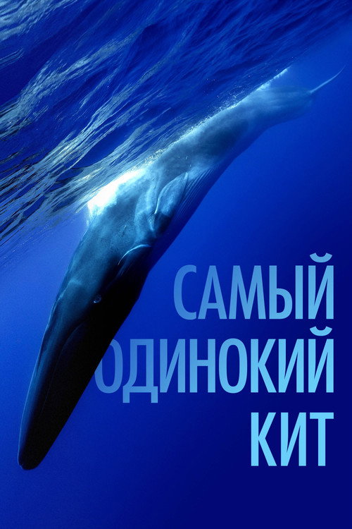 Постер фильма «Самый одинокий кит»