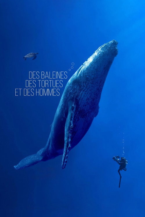 Постер фильма «Des baleines, des tortues et des hommes»