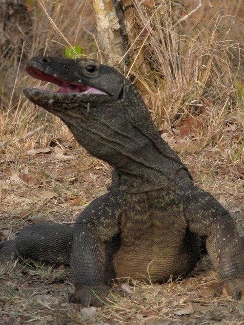 Постер фильма «The Natural World--Komodo: The Deadly Bite»