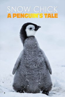 Постер фильма «Snow Chick - A Penguin's Tale»