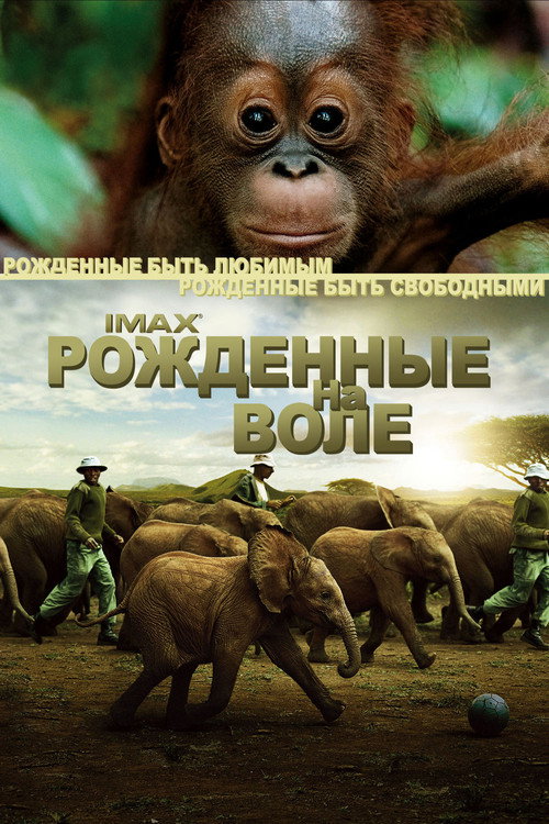 Постер фильма «Рожденные на воле»