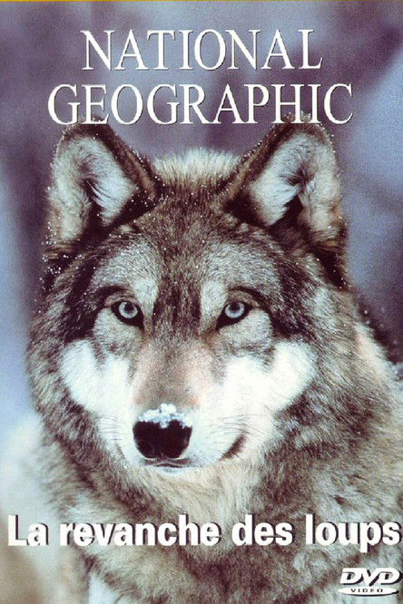 Постер фильма «In the Valley of the Wolves»
