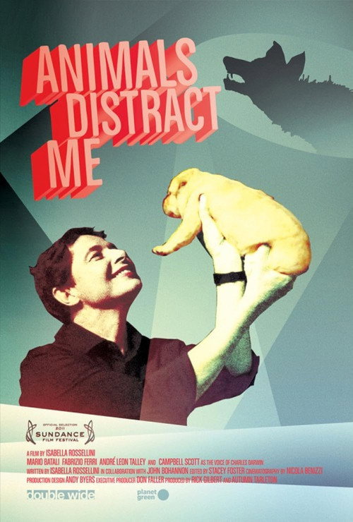 Постер фильма «Animals Distract Me»